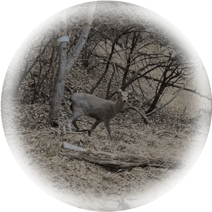 頭数調整対象獣の捕獲